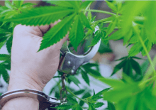 How Many Marijuana Arrests in Maine.png