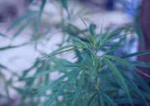 Maine Marijuana Tax Revenue 2025.png